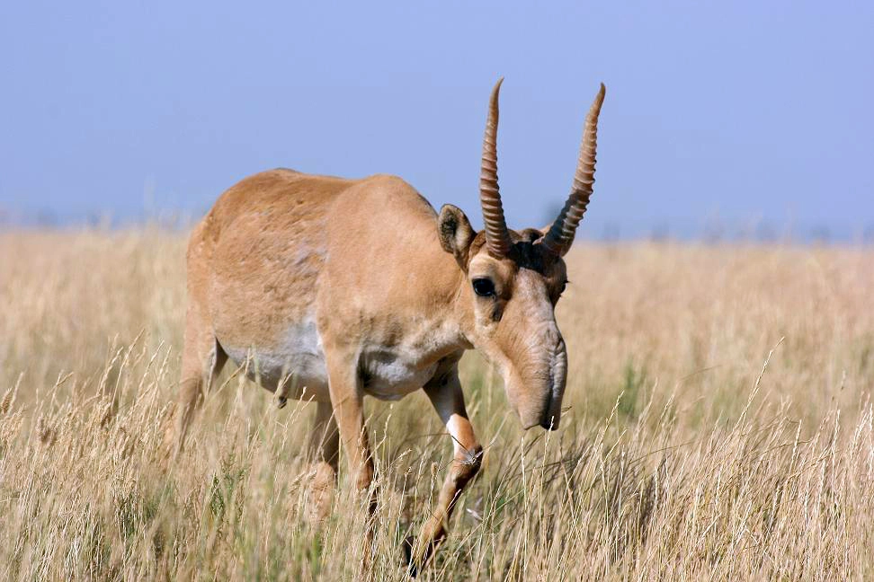 On observe une antilope Saïga adulte en plein déplacement dans son milieu naturel.

L'animal : Elle est vue de profil/trois-quarts, ce qui permet de bien voir sa silhouette entière. Son pelage est d'un brun sableux, et on retrouve ses deux cornes emblématiques ainsi que son museau bombé si particulier.

L'action : Elle marche tranquillement à travers des herbes hautes et sèches. Sa posture montre un animal calme mais vigilant.

Le décor : C'est une vue typique de la steppe. La végétation est composée d'herbes jaunies par le soleil, typiques des zones arides ou semi-arides. Le ciel en arrière-plan est d'un bleu clair et pur, sans nuages.

Composition : La lumière est vive (pleine journée), ce qui rend les couleurs très naturelles et réalistes.