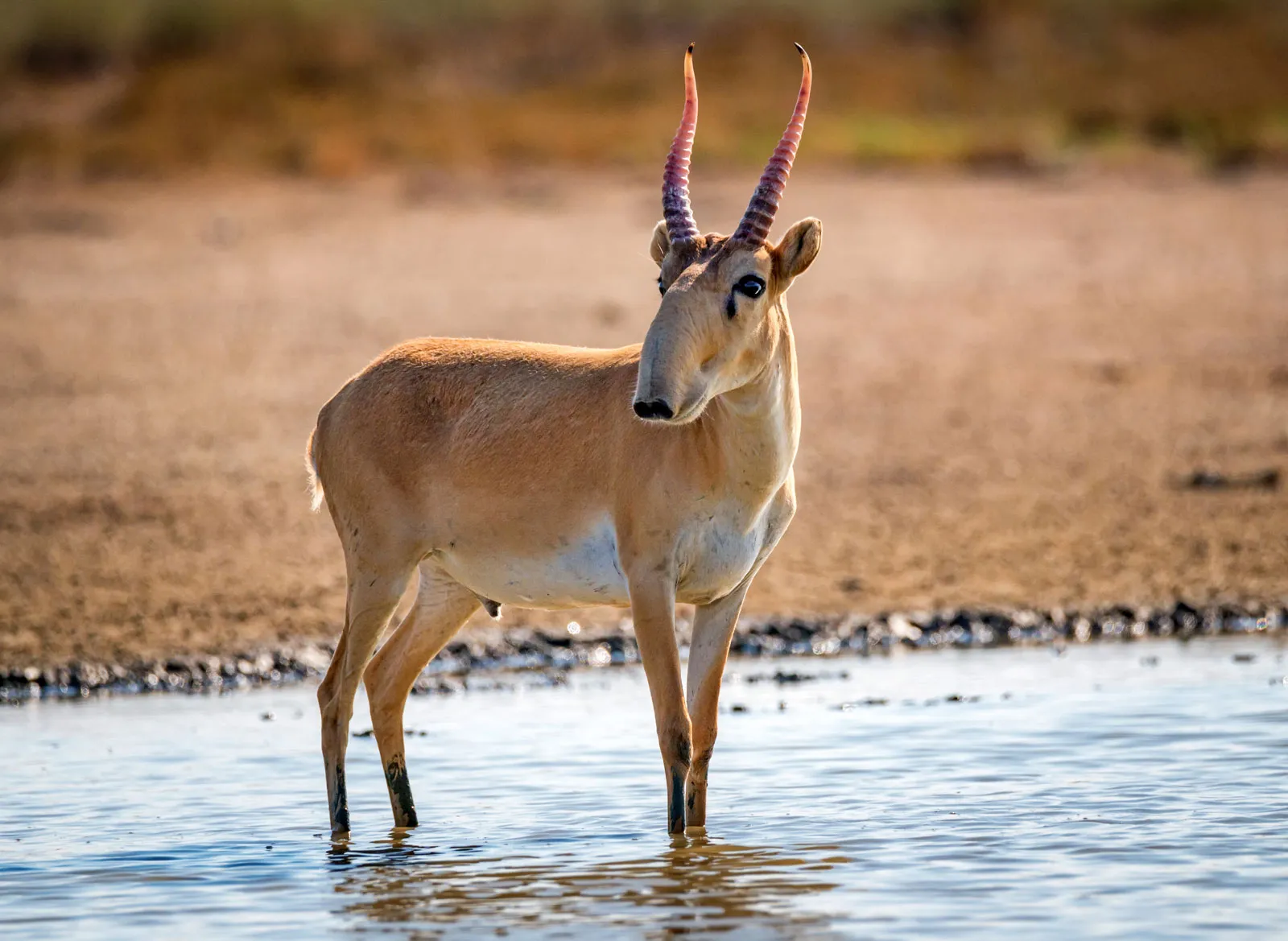 L'animal : Un physique unique
Le museau : C’est la caractéristique la plus célèbre et la plus visible de l'espèce. L'animal possède un long nez bulbeux et pendant, qui ressemble à une courte trompe flexible. Sa texture est plissée et il recouvre entièrement sa bouche.

Les cornes : Puisqu'il s'agit d'un mâle, il arbore deux longues cornes dressées, légèrement incurvées et de couleur ambre. Ces cornes sont distinctement marquées d'anneaux horizontaux réguliers sur toute leur longueur.

Le pelage : Sa robe est de couleur fauve sableux ou beige uniforme, ce qui lui offre un excellent camouflage dans les herbes sèches de la steppe. Son ventre et le dessous de son cou sont plus clairs, presque blancs.

La pose et l'action
La position : Le saïga est debout, orienté de trois quarts vers la droite. Son corps est immobile mais sa tête est légèrement inclinée, comme s'il écoutait ou surveillait quelque chose.

L'œil : Son œil noir et sombre est grand, positionné latéralement, ce qui lui permet de surveiller l'horizon pour repérer les prédateurs.

L'environnement
Le sol : L'animal se tient sur un sol de terre craquelée et d'herbes sèches, typique d'un climat aride ou d'une fin d'été dans les steppes d'Asie Centrale.

Le plan d'eau : En bas de l'image, on aperçoit une fine bande d'eau calme. Le saïga se tient juste au bord, sur la terre ferme.

L'arrière-plan : Le fond est constitué de végétation arbustive et herbeuse de couleur ocre et verte, totalement floutée par une faible profondeur de champ. Cela met parfaitement en valeur la silhouette et les détails de l'animal.