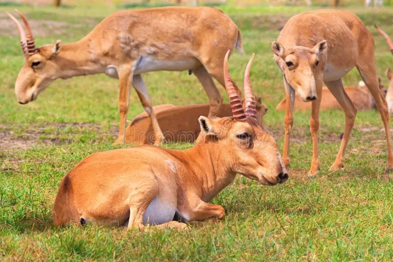 alimentation du saïga dans les steppes d’Asie centrale
Un saïga se nourrissant de plantes dans la steppe